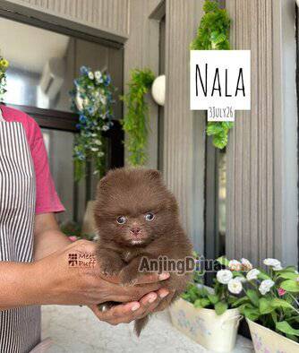 miss-nala-pom-bulu-tebal-warna-unik-langka-choco-super-cute-ALC17OTSCF