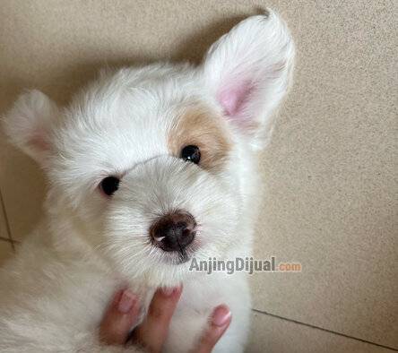 jual-maltipoo-party-male-D2JC8WCE7L
