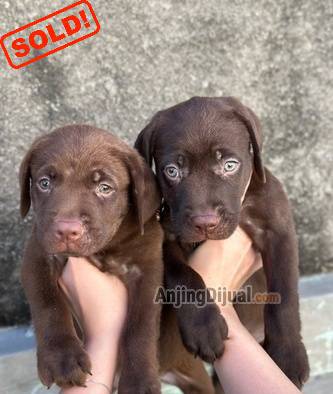 jual-choco-labrador-jantan-betina-high-quality-jumbo-size-GCZB315227