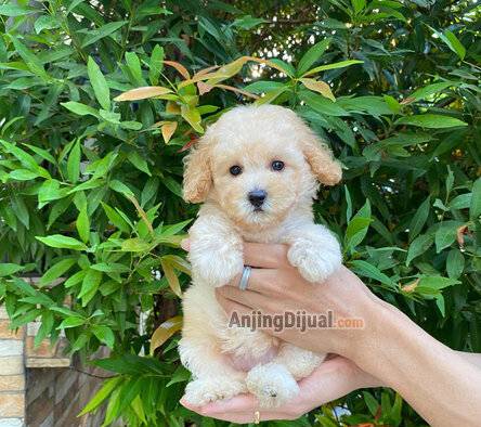 jual-poodle-apricot-betina-WGRL4QM3JK