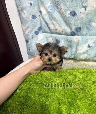 jual-micro-teacup-yorkshire-H0MO9NDUIX