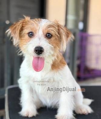 jual-jack-russel-puppy-betina-rough-coat-HQ2JRSUP4W