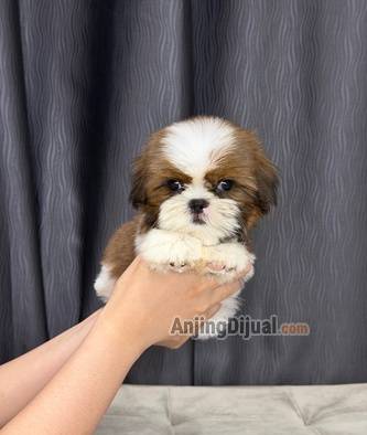 jual-shihtzu-betina-super-lucu-cantik-8JV9X4Q4J6