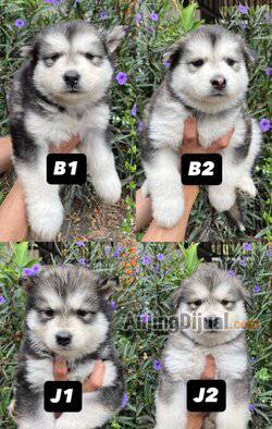 jual-alaskan-puppies-giant-thailand-stb-vaksin-XAGXUJHP9D
