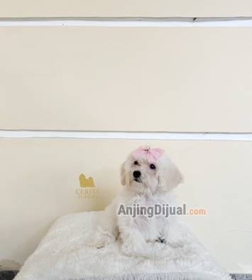 jual-maltese-x-poodle-good-quality-BAE134JKUR