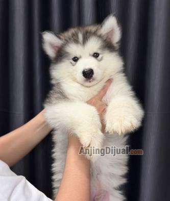 jual-alaskan-malamute-jantan-bigbone-bagus-bloodline-import-thailand-SWJE2UZYLL