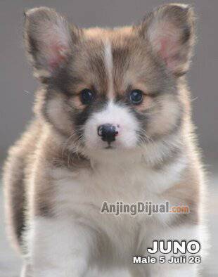 jual-cute-adorable-corgi-longhair-tergemoy-juno-JCDECQ5ZP8