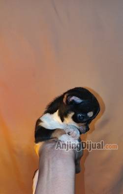 jual-puppies-chihuahua-jantan--indukan-chihuahua-betina-M28Z5AZHTV