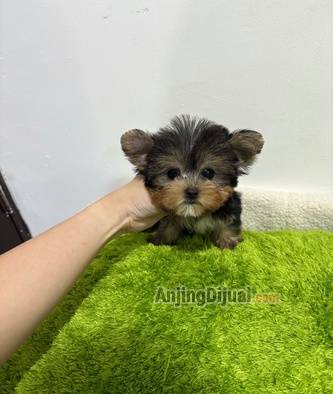 jual-micro-teacup-yorkshire-terrier-LE1A4BJ79Y