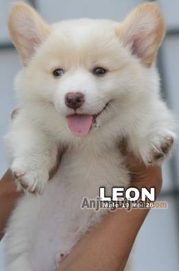 jual-cute-adorable-fawn-corgi-leon-2N3A68N9GH
