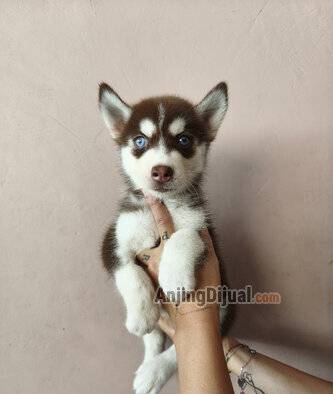 for-sale-siberian-husky-CYA8OWO5WP