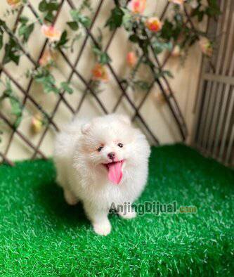 jual-minipom--pomeranian-bloodline-import-thailand-turunan-merle-I9MNA1EEM8