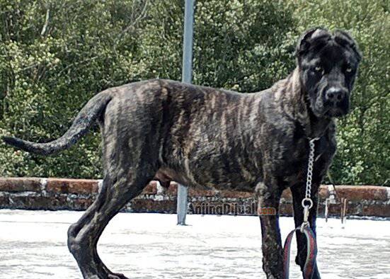 jual-cane-corso-jantan-62UEQGX4W8