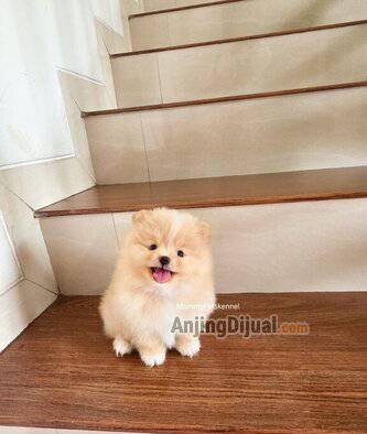 jual-superminipom-berkualitas-termurah--QAVU33MORE