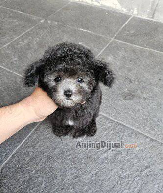 for-sale--silver-poodle-betina-super-tebal-dan-cebol-ODMN8G2LHH