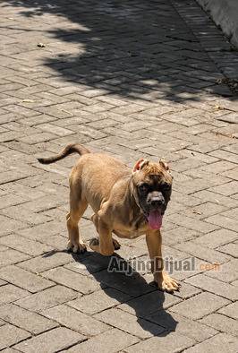jual-pitbull-jantan-smallsize-cuakep-P7KKV9TTP9