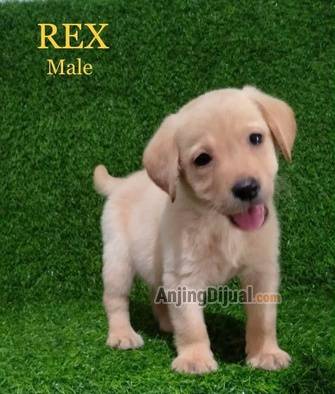 5-ekor-puppy-labrador-retriever-3-jantan--2-betina-blood-line-champion-DWKXYTXQIA