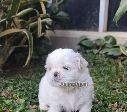 puppy-shihtzu-female-good-quality-Y1NO3VSG8D