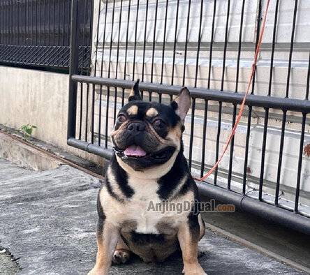 jual-pejantan-exo-french-bulldog-WWLEZRTDQC