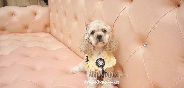 jual-female-american-cocker-spaniel-high-quality-XRBB1SHT4C