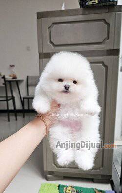 jual-superminipom-berkualitas-termurah--0PKK2A8F0C