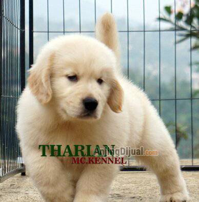 jual-long-hair-golden-retriever-puppy-jantan-ZNZA7C29AN