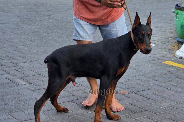 show-doberman-quality-guys-great-a--male-super-star-killer-3AMWV3RHT7