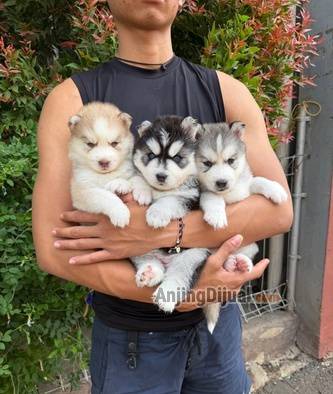 sale-siberian-husky-high-quality-1OHDIMR10G