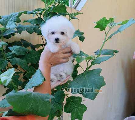 jual-bichon-frise-betina-2-bulan-65LH5G7RZQ