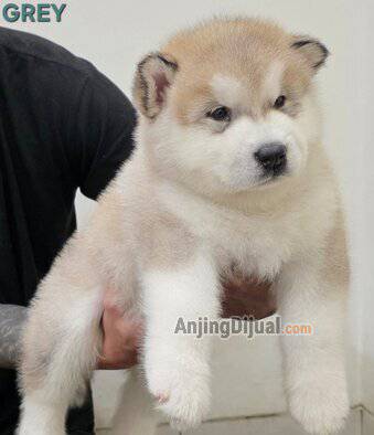 jual-alaskan-malamute-show-quality-U5I56AJQXS