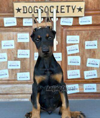 anjing-doberman-pinscher-betina-PSA1I7KG5E