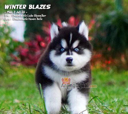 -jual-4-baby-siberian-husky-long-hair-big-bone-super-pet-quality-XP43L82FLK