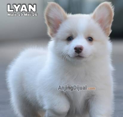 jual-cute-adorable-fawn-corgi-lyan-KQX29PT688