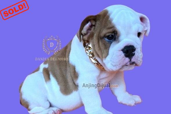 jual-premium-quality-english-bulldog-puppy-WV1SSMTBXM