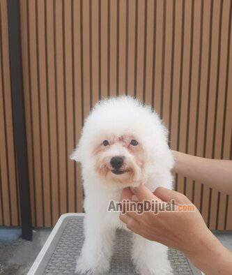 for-sale-poodle-party-white-silver-cute-vaksin-only-harga-bersahabat-5BKJB888SG