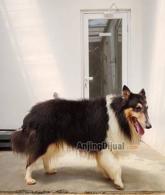 jual--rough-collie-jantan-28LHE1DX8F