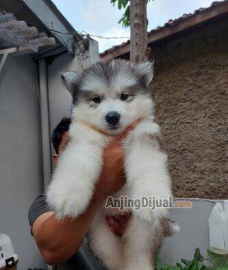 jual-alaskan-malamute-puppy-female-7XB7SLDVK3
