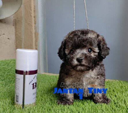 jual-tiny-poodle-jantan-silver-0V859MBAFN