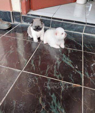 jual-anak-anjing-german-spitz-QAY4VD1OOR