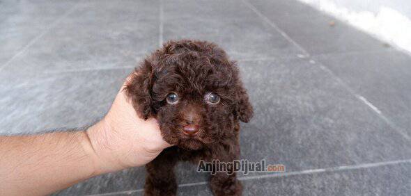 open-booking-choco-poodle-betina-super-kriwil-5P50BTEXO4