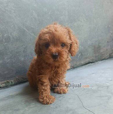 jual-toy-poodle-betina-6GQYNGQ4WL