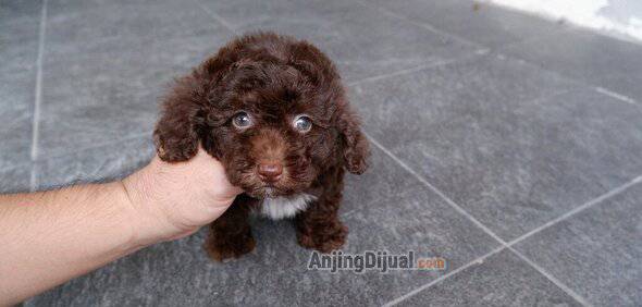 open-booking--choco-mismark-poodle-jantan-super-cute-88D6VIDQKC
