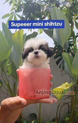 jual-super-mini-shihtzu-jantan--betina-ZJUJ34NMMY
