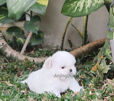 puppy-shihtzu-male-good-quality-YSPBND4TQR