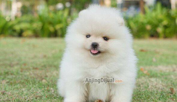 polarispom-anjing-minipom-dijual-ALNJJ6D5DL