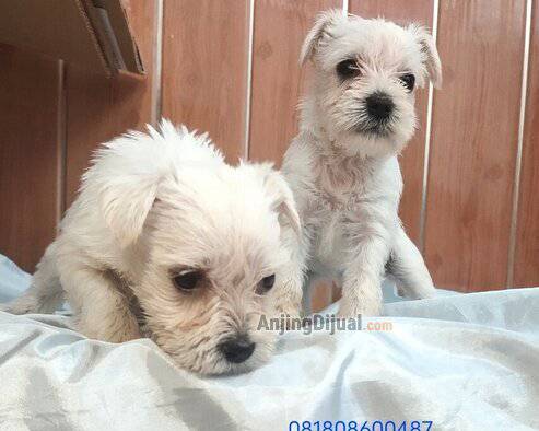 jual-puppy-white-miniature-schnauzer-anakan-jerman-anjing-tintin-0QSZIRINN4