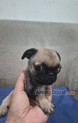 jual-5-ekor-pug-ULLTI5VJBC