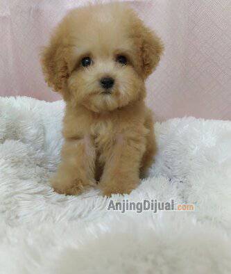 jual-puppy-poodle-M3WABDK3L6