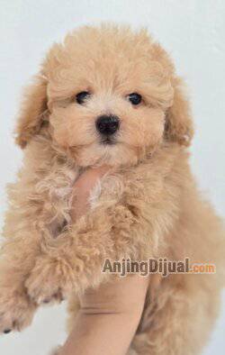 jual-tiny-toy-poodle-5ADZHGUKXV