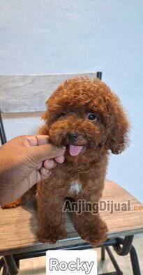 jual-poodle-anakan-jantan-betina-harga-terjangkau-46BBGNFDQH